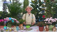 E-garden: le azalee
