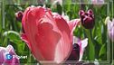 Il paradiso dei tulipani