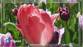 Il paradiso dei tulipani