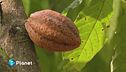 Prezzo cioccolato mai così amaro