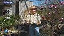 E-Garden: le magnolie di origine orientale