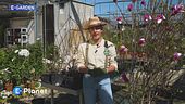 E-Garden: le magnolie di origine orientale