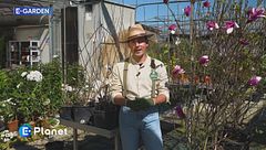 E-Garden: le magnolie di origine orientale