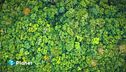 Riforestazione: istruzioni per l'uso