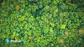 Riforestazione: istruzioni per l'uso