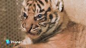 Due cuccioli di tigre di Sumatra