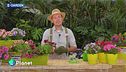 E-Garden - Le petunie