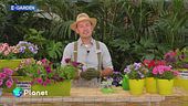 E-Garden - Le petunie