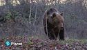 S.O.S orso
