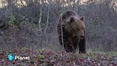 S.O.S orso