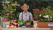 E-Garden: La rosa