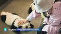 Gli "strani" cuccioli di panda in Cina