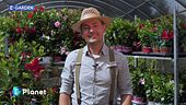 E-Garden: La dipladenia