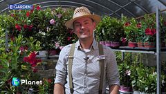 E-Garden: La dipladenia