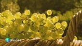 Bollicine sostenibili
