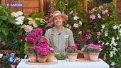 E-Garden: il garofano