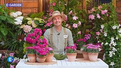 E-Garden: il garofano