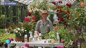 E-Garden: i benefici dell'ortica