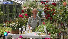 E-Garden: i benefici dell'ortica