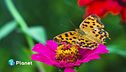 Monitorare la biodiversità con 3Bee