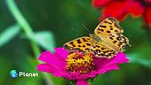 Monitorare la biodiversità con 3Bee