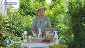 E-Garden: gli arbusti da siepe