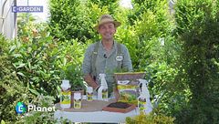 E-Garden: gli arbusti da siepe