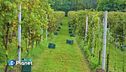Alla scoperta del wine tourism
