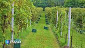Alla scoperta del wine tourism