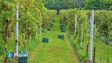 Alla scoperta del wine tourism