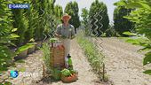 E-Garden: la carenza di calcio nelle piante