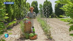 E-Garden: la carenza di calcio nelle piante