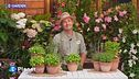 E-Garden: il basilico
