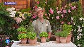 E-Garden: il basilico