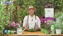 E-Garden: il falso gelsomino
