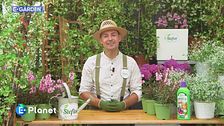 E-Garden: il falso gelsomino