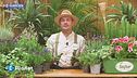 E-Garden: le piante per allontanare le zanzare