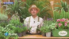 E-Garden: le piante per allontanare le zanzare