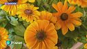 E-Garden: la Rudbeckia