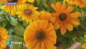E-Garden: la Rudbeckia