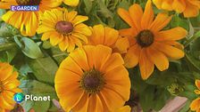 E-Garden: la Rudbeckia