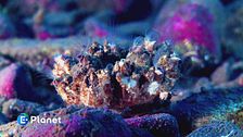 C'è di mezzo il mare