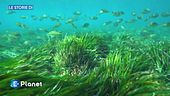 Le Storie di - Le foreste sott'acqua