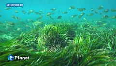 Le Storie di - Le foreste sott'acqua