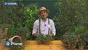 E-Garden: il Delosperma