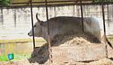 Il santuario degli animali