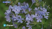 E-Garden: la plumbago