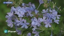 E-Garden: la plumbago