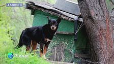 Le storie di LifeGate: l'abbandono di animali domestici