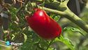 Pomodoro d'ottobre